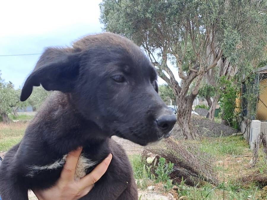 Adotta un cane, taglia media, maschio, Crotone
