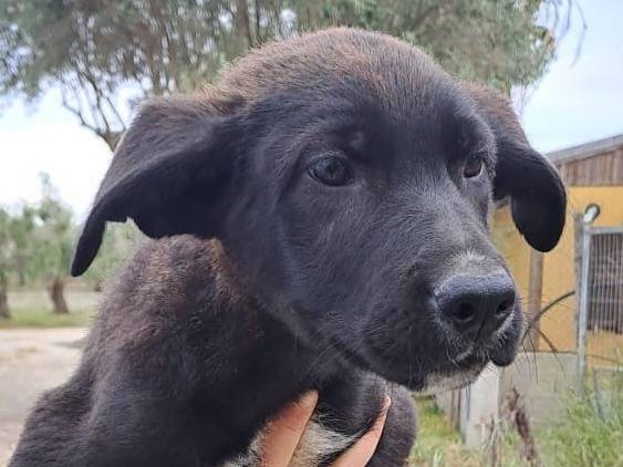 Vuoi adottare un cane a Crotone?