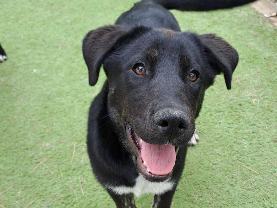 Adozione cane, femmina, meticcio, 1 anno e 9 mesi, taglia media, Crotone