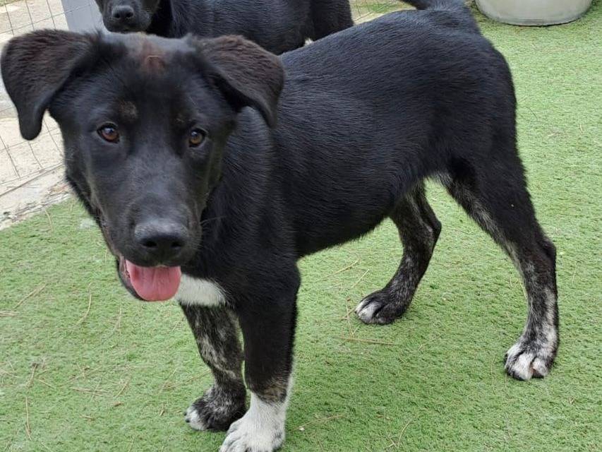 Adotta un cane, femmina, 1 anno e 9 mesi, Crotone