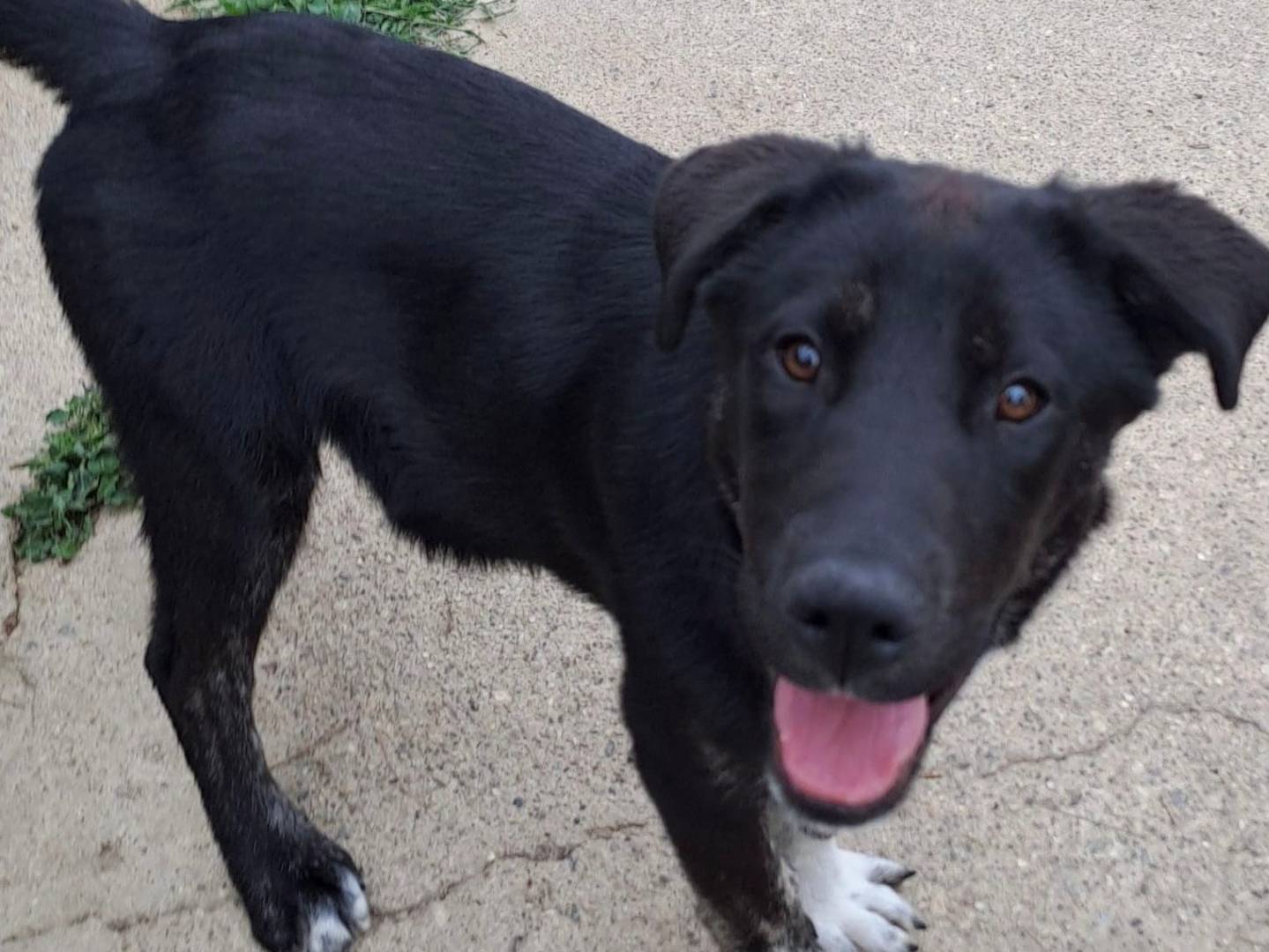 Vuoi adottare un cane a Crotone?