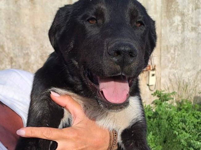 Adotta il cane AKELA  a Crotone