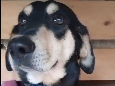 Adotta un cane, taglia media, maschio, Crotone