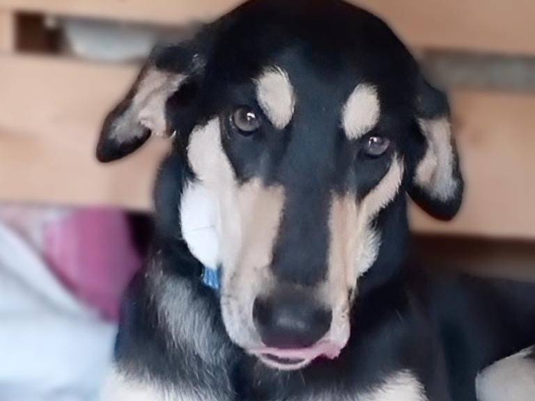 Vuoi adottare un cane a Crotone?