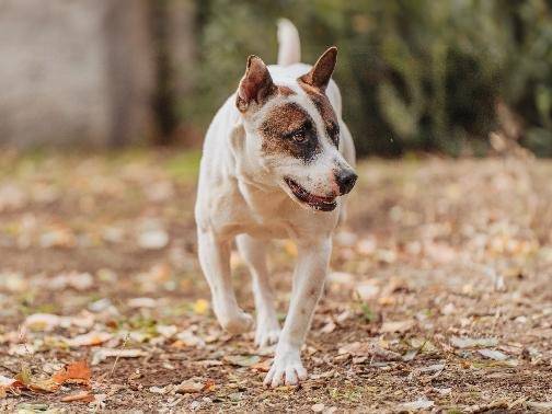 Adotta un cane, maschio, 5 anni  e 2 mesi , Roma
