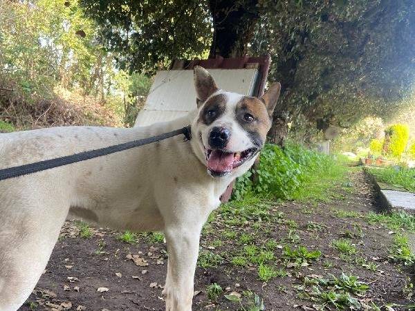 Vuoi adottare un cane a Roma?