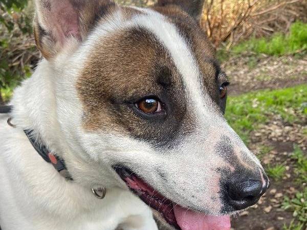 Adotta il cane Golia a Roma