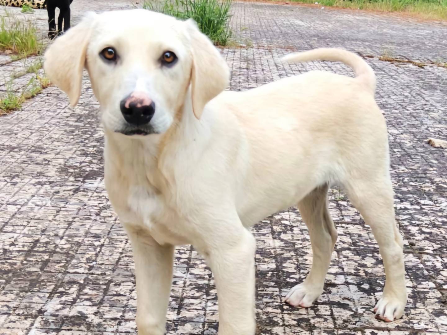 Adotta un cane, maschio, 5 mesi, Palermo