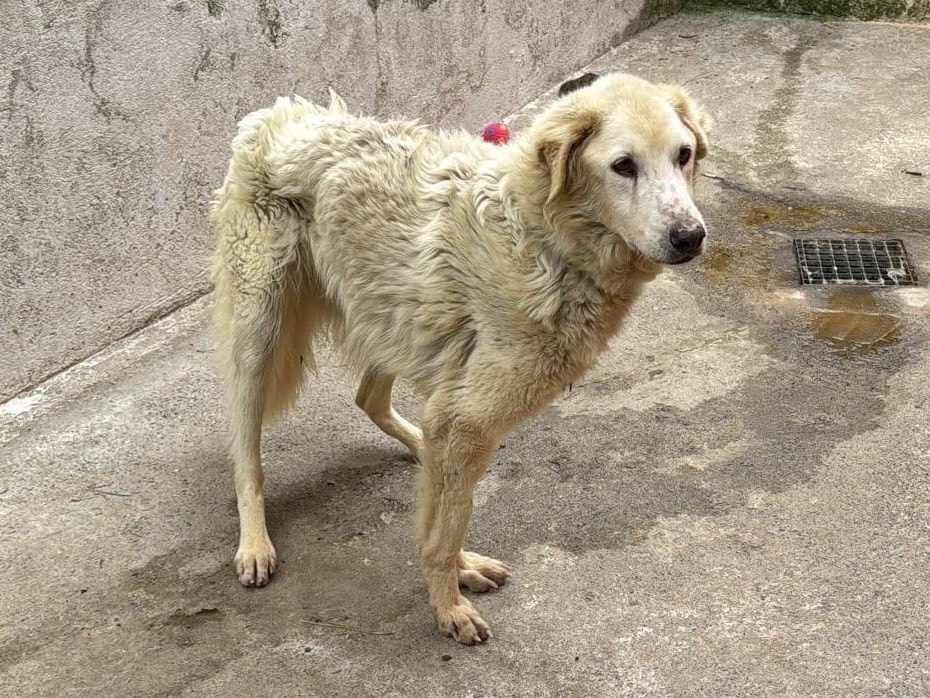 Foto dell'animale