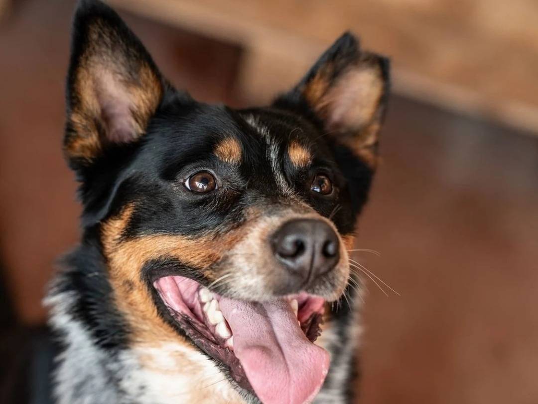 Adozione cane, maschio, Cattle Razza sconosciuta, 4 anni  e 2 mesi , taglia media, Milano