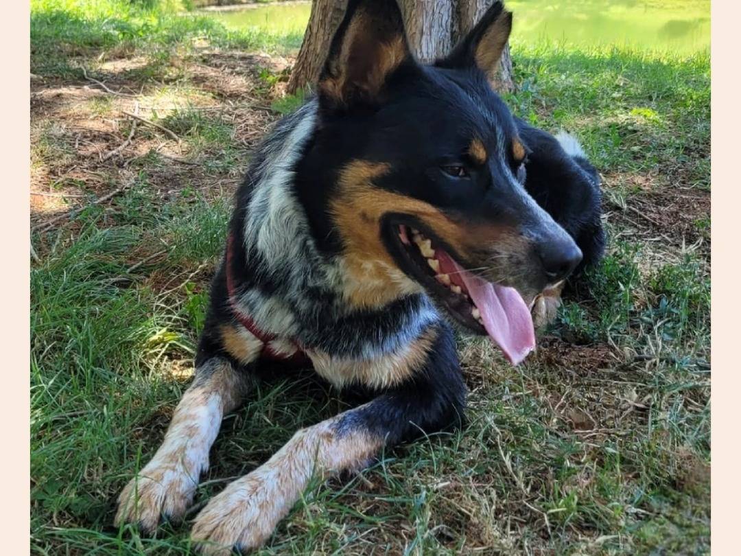 Adotta un cane, maschio, 4 anni  e 2 mesi , Milano