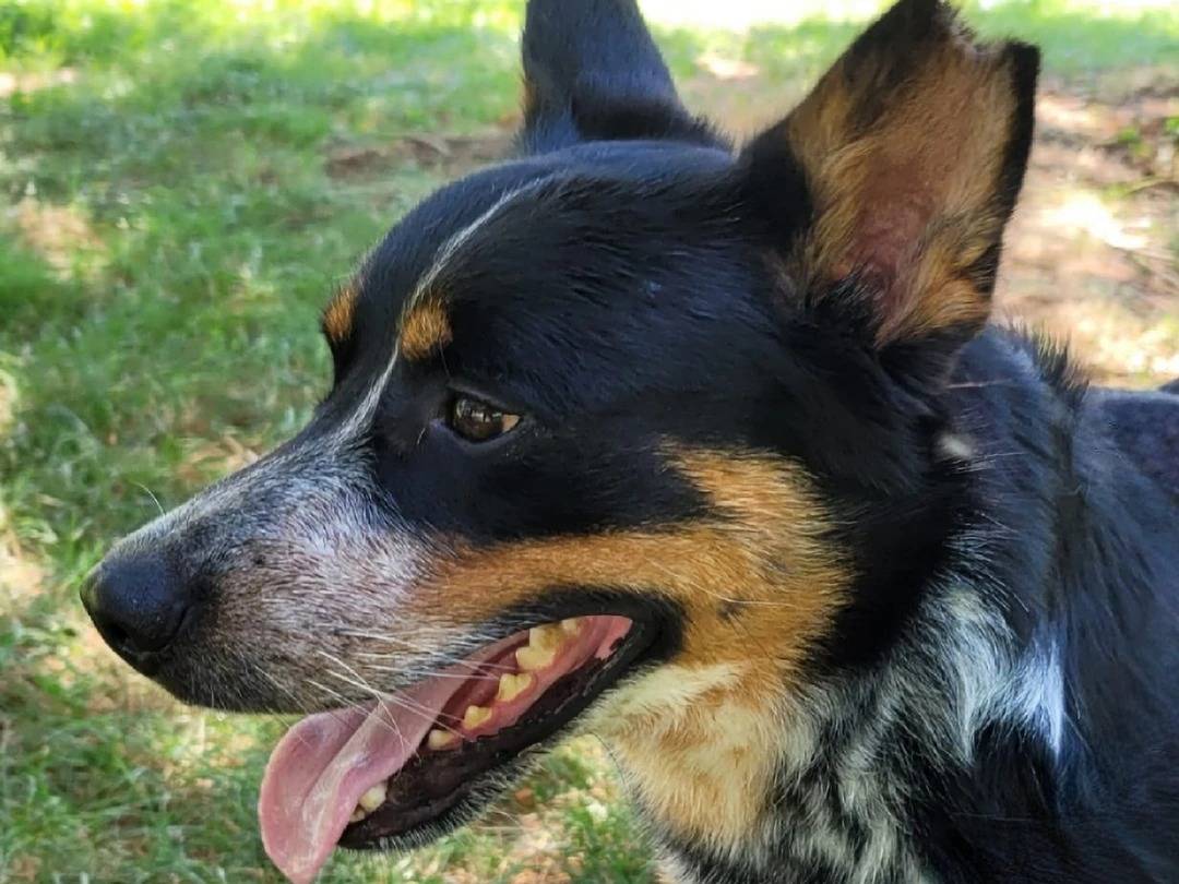 Adotta un cane, taglia media, maschio, Milano