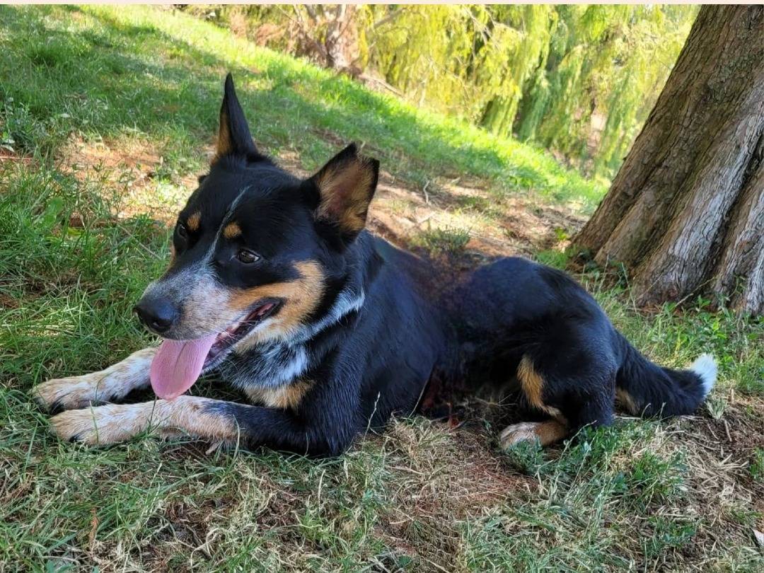 Vuoi adottare un cane a Milano?