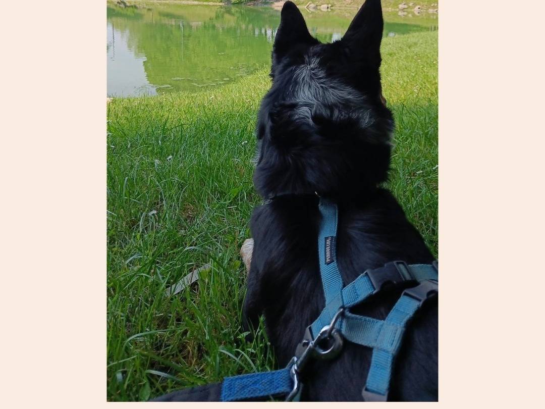 Adotta il cane Dusty  a Milano
