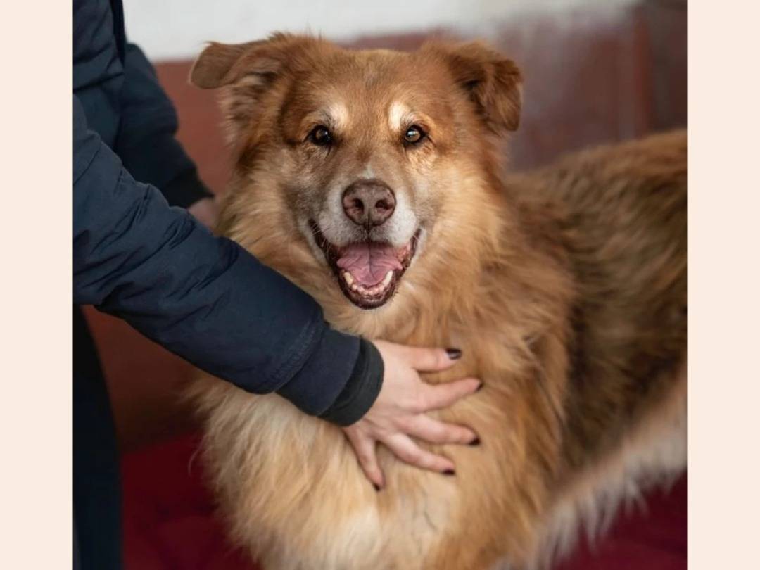 Foto dell'animale