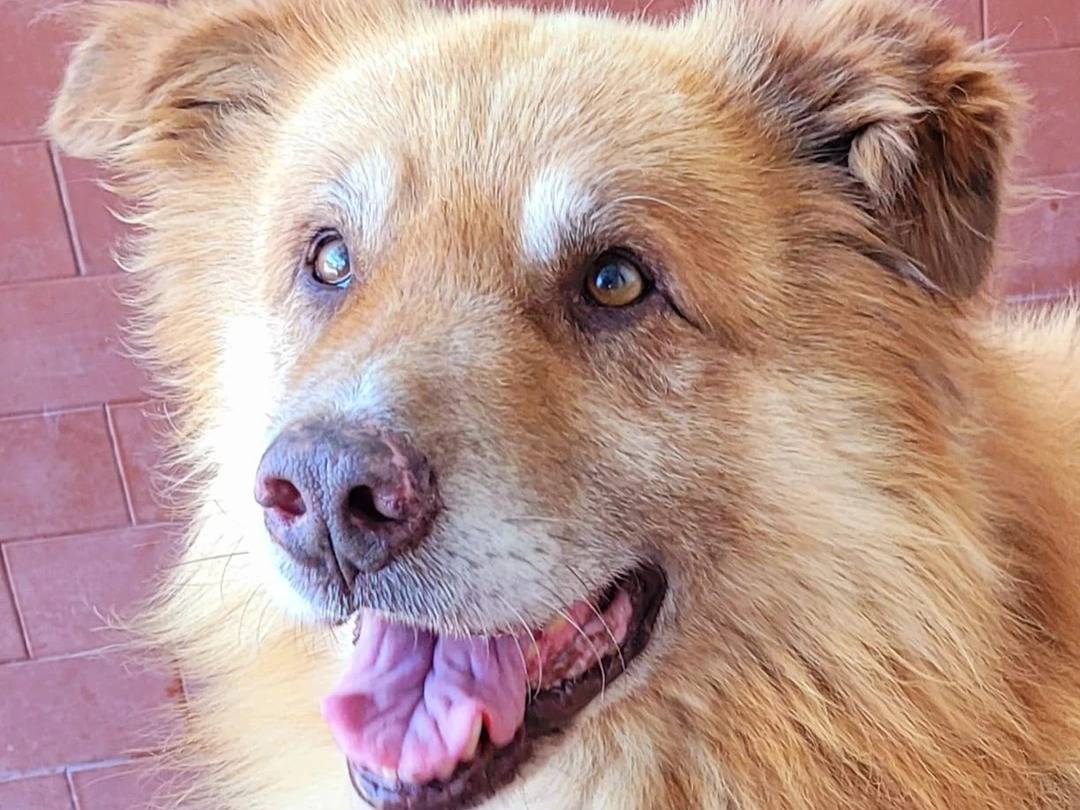 Adotta un cane, maschio, 9 anni  e 10 mesi , Milano