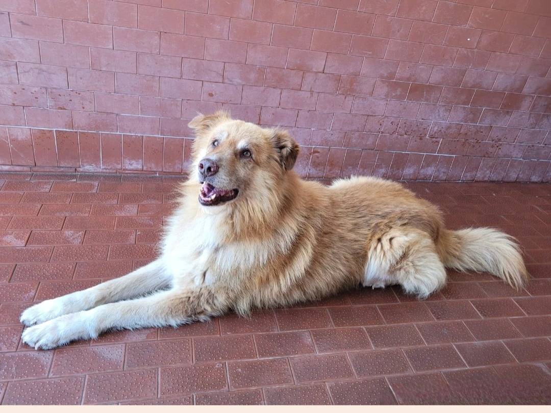 Adotta un cane, taglia grande, maschio, Milano