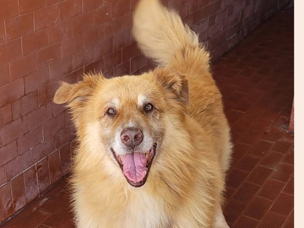 Vuoi adottare un cane a Milano?