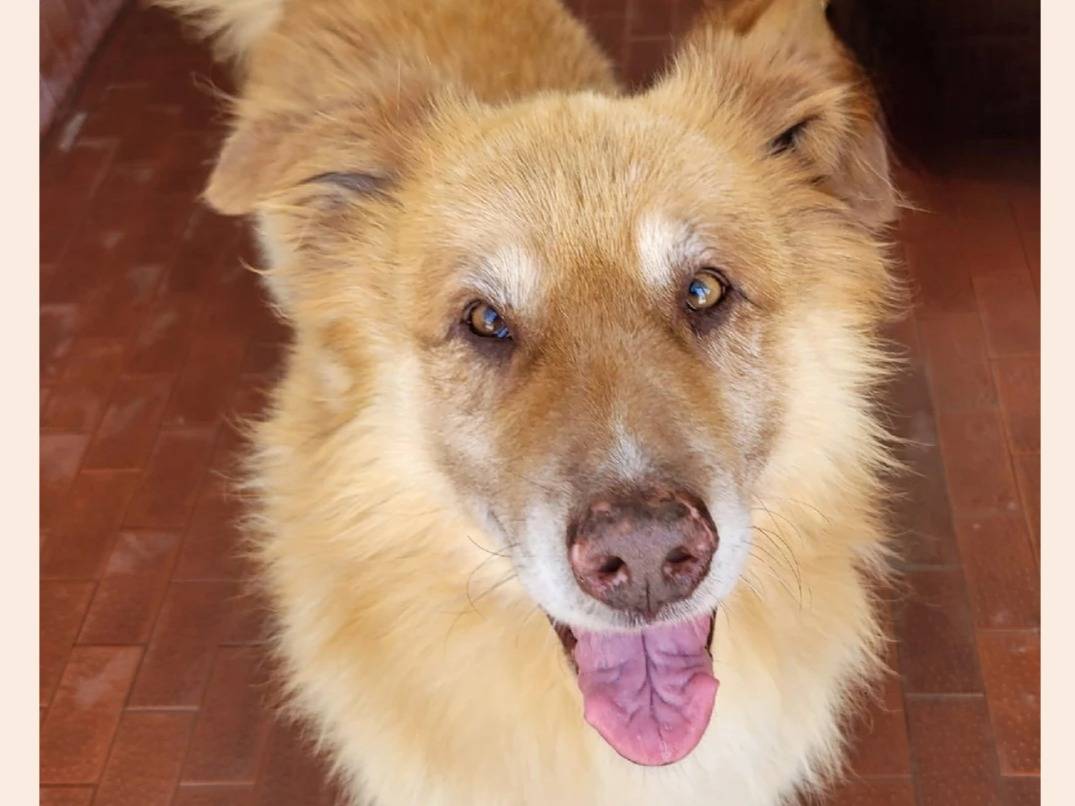Adotta il cane Elon  a Milano