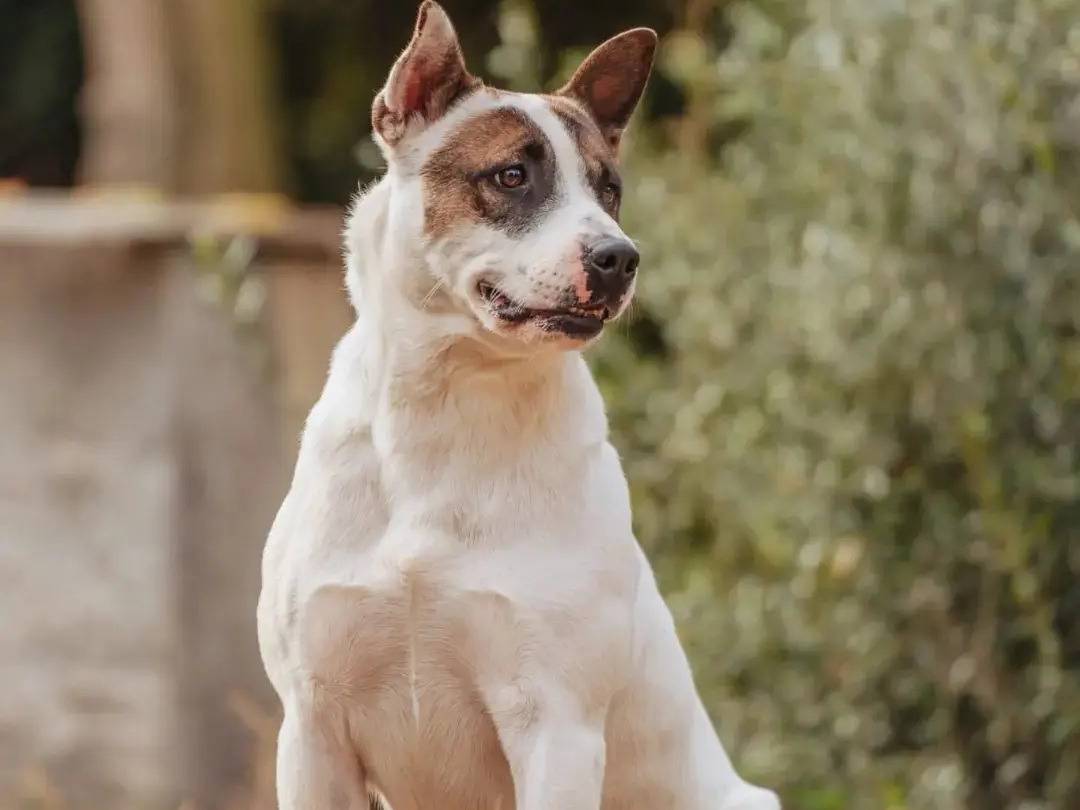 Adozione cane, maschio, meticcio, 4 anni  e 3 mesi , taglia media, Roma