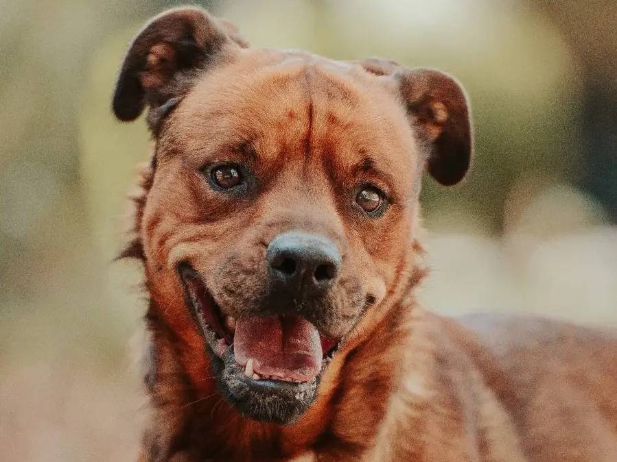 Foto dell'animale