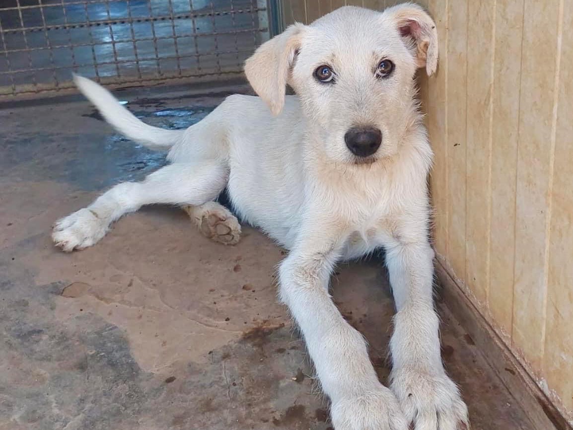 Adotta un cane, femmina, 8 mesi, Bari