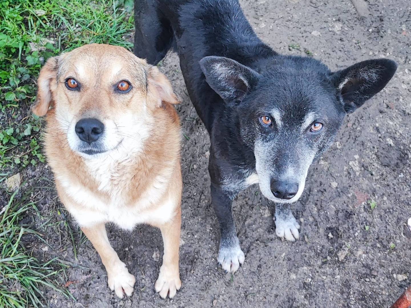 Adotta un cane, femmina, 6 anni  e 1 mese, Salerno