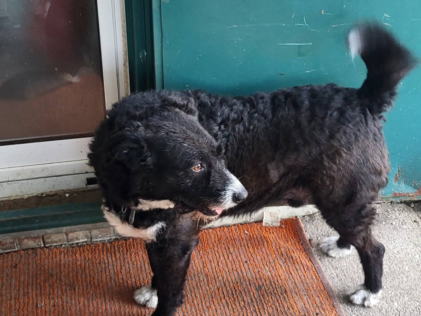 Adotta un cane, maschio, 7 anni  e 5 mesi , Bologna