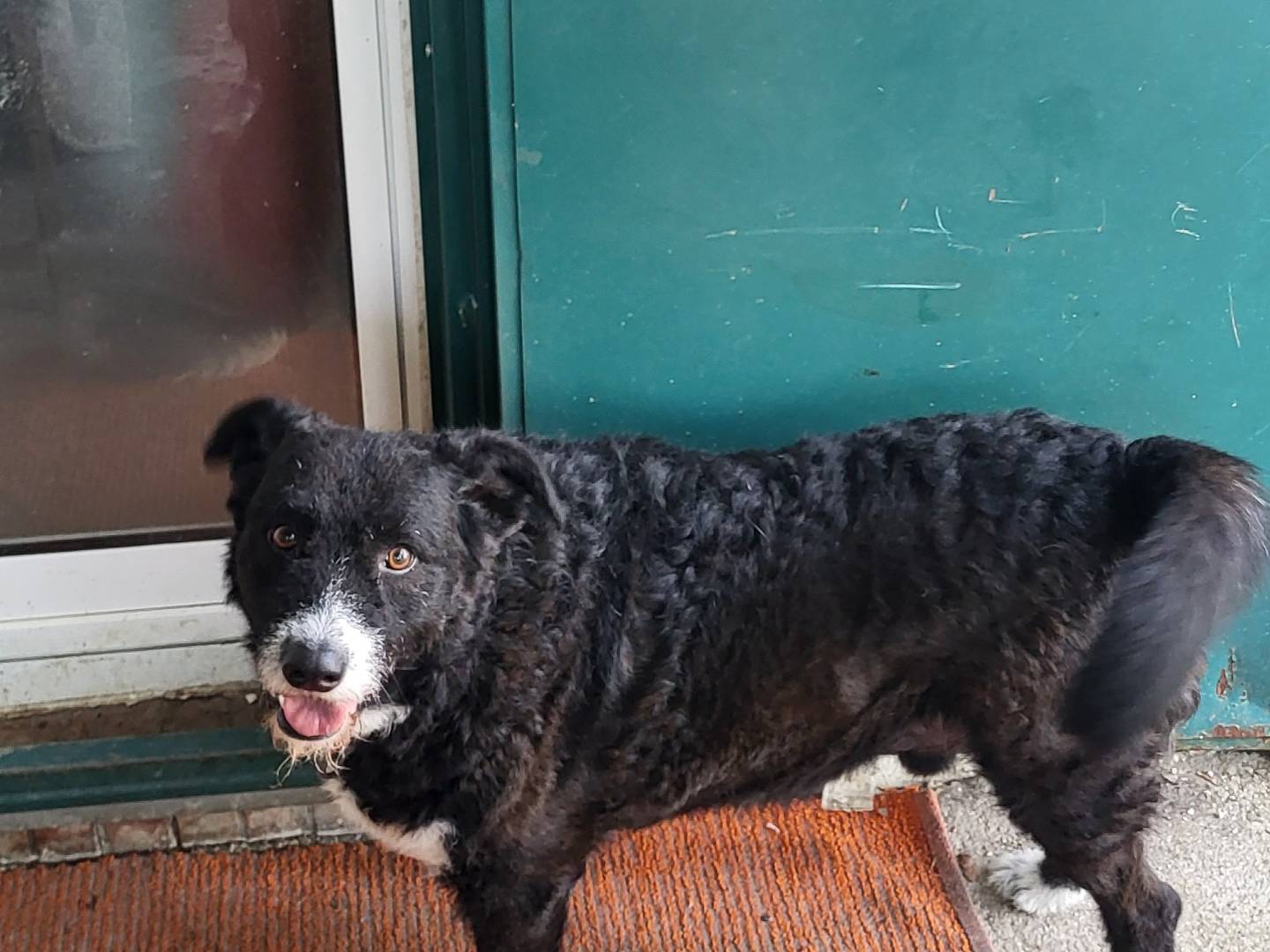 Adotta un cane, taglia grande, maschio, Bologna