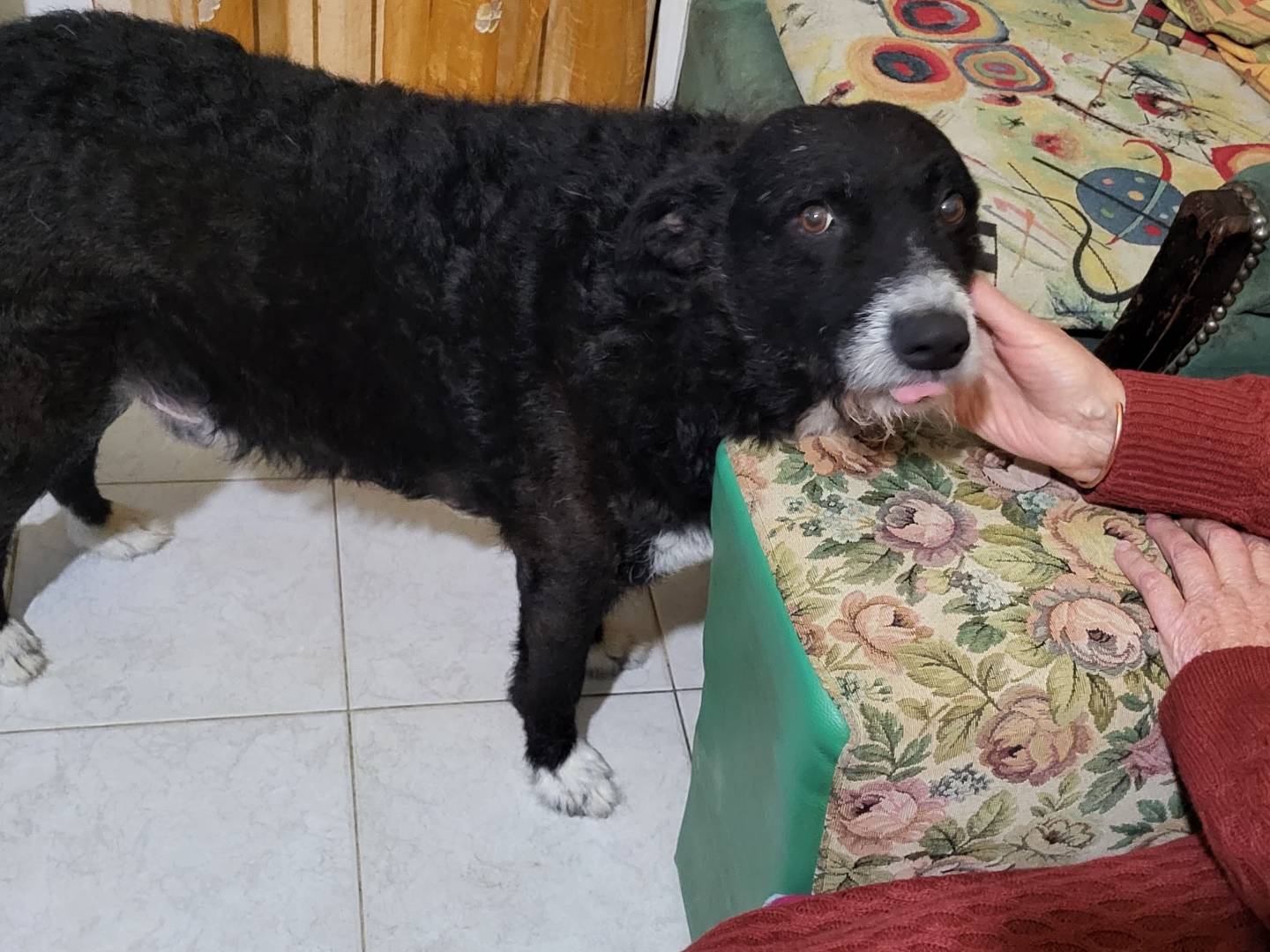 Vuoi adottare un cane a Bologna?