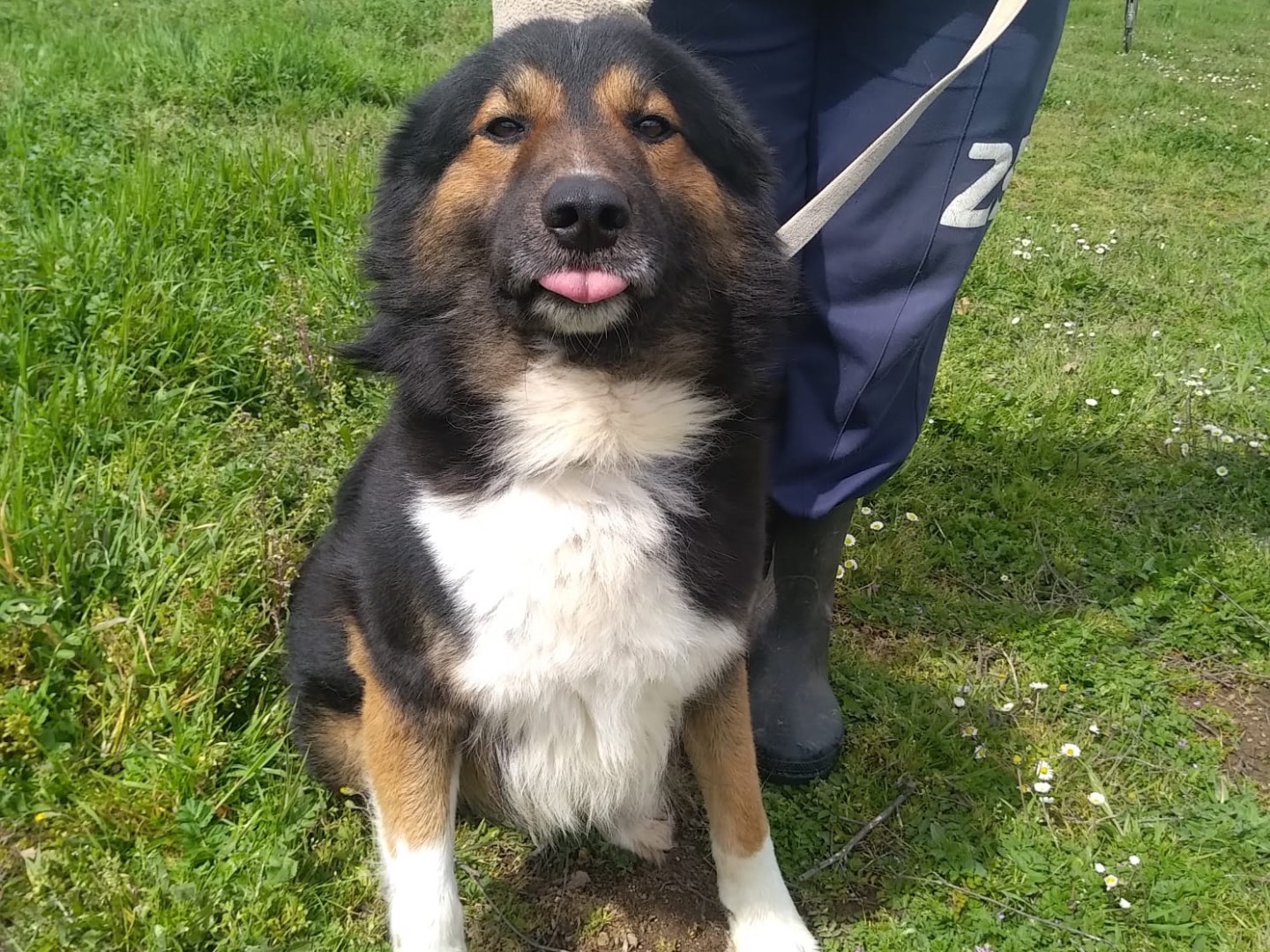 Adozione cane, maschio, meticcio, 5 anni  e 7 mesi , taglia media, Viterbo