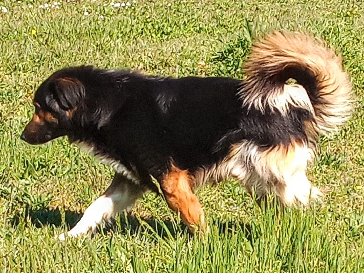 Adotta un cane, maschio, 5 anni  e 7 mesi , Viterbo