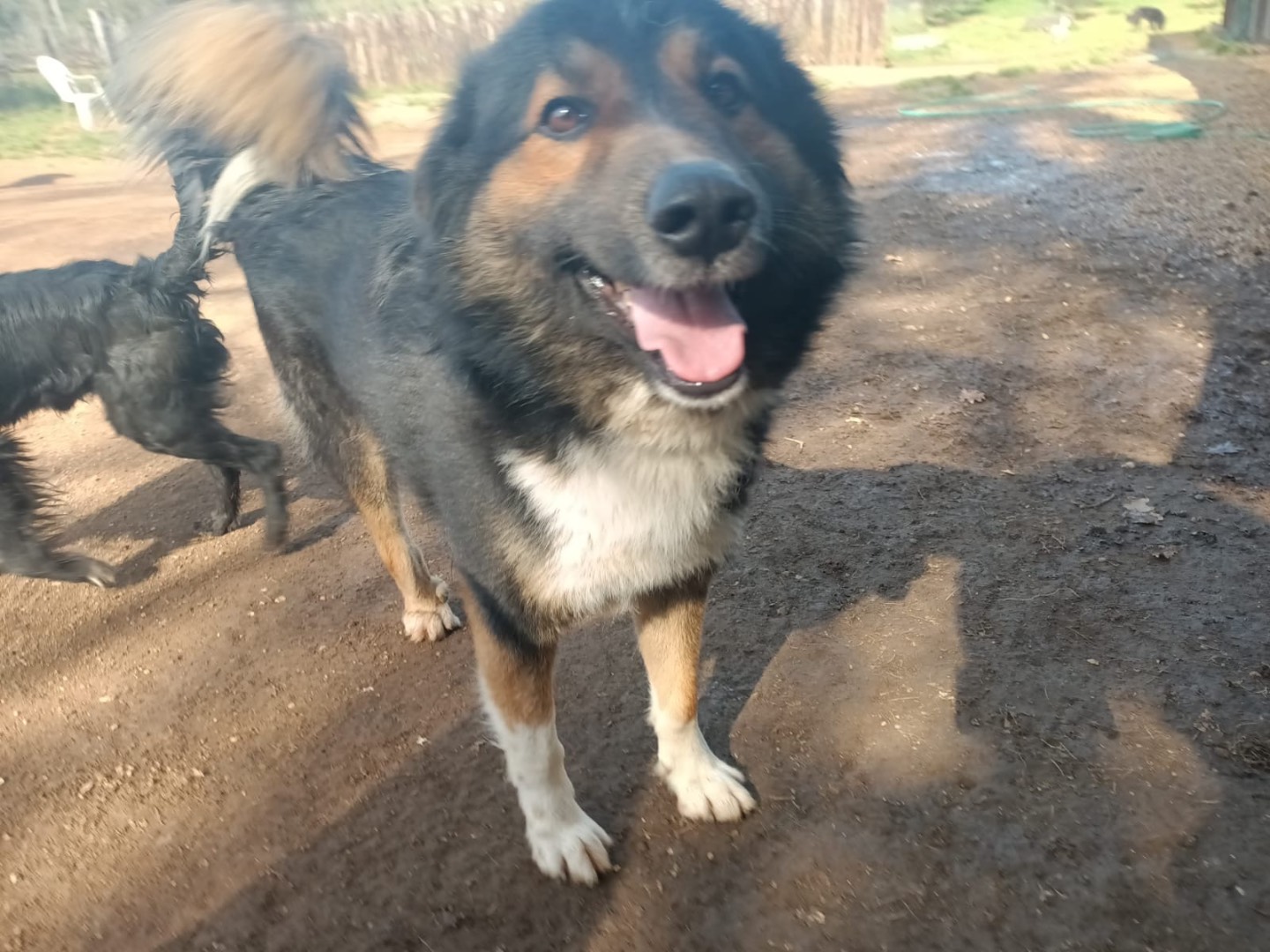 Adotta un cane, taglia media, maschio, Viterbo