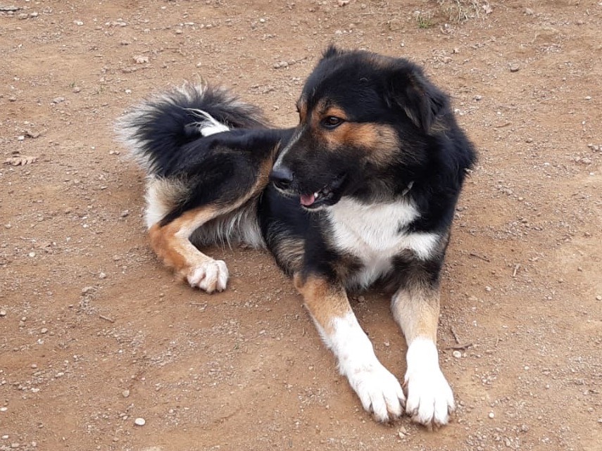Vuoi adottare un cane a Viterbo?