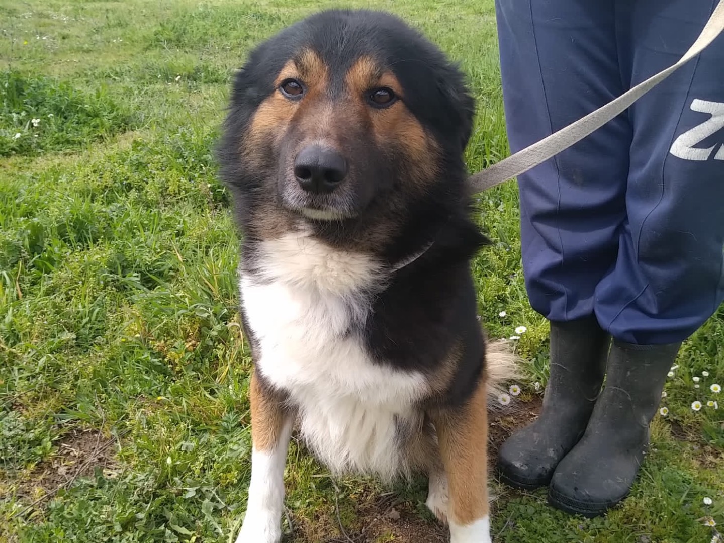 Adotta il cane NEO a Viterbo