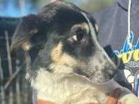 Adotta un cane, femmina, 1 anno e 4 mesi , Milano