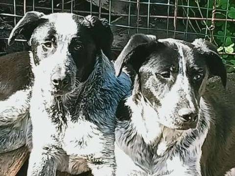 Adozione cane, femmina, Pastore australiano, 1 anno e 10 mesi , taglia media, Padova