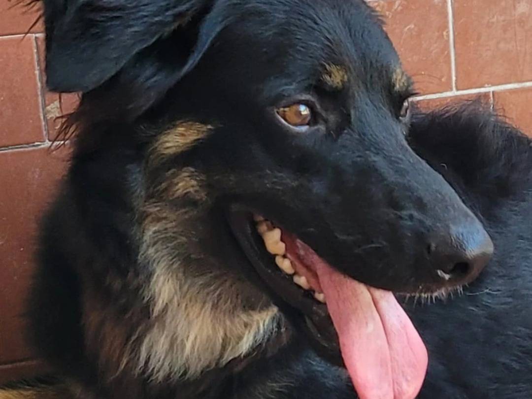 Adotta un cane, taglia media, maschio, Milano