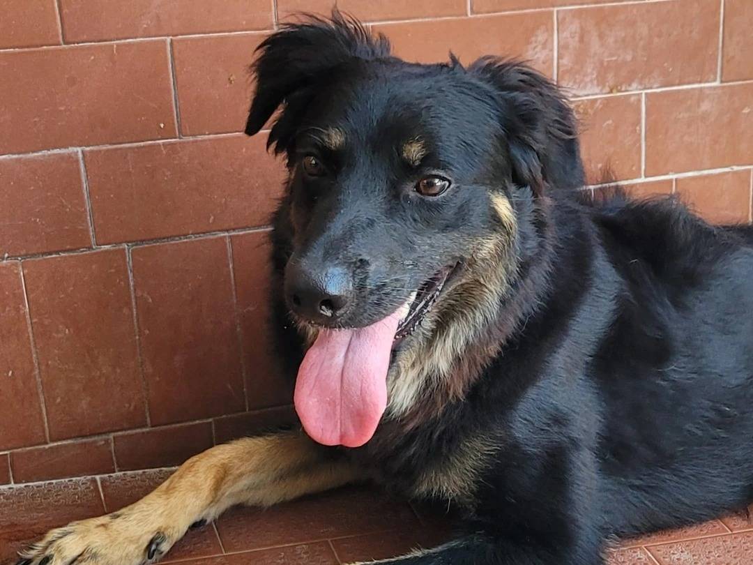 Vuoi adottare un cane a Milano?