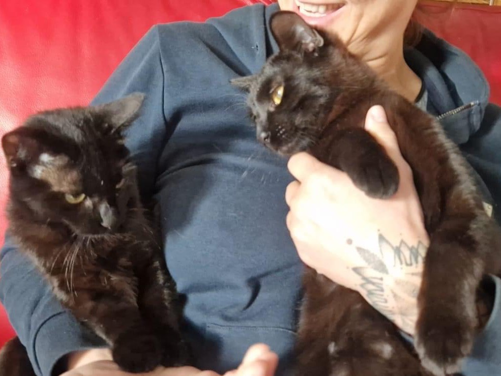 Adozione gatto, maschio, meticcio, 2 anni e 4 mesi, taglia non valida, Perugia