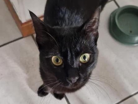 Adotta un gatto, maschio, 2 anni e 4 mesi, Perugia