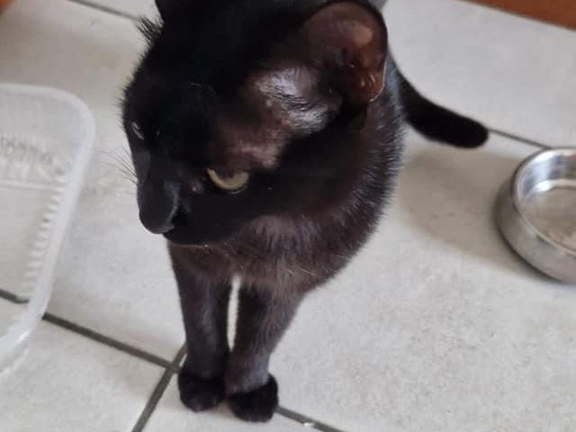 Adotta un gatto, taglia non valida, maschio, Perugia