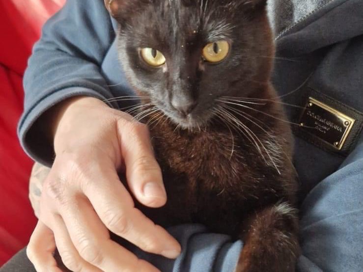 Vuoi adottare un gatto a Perugia?