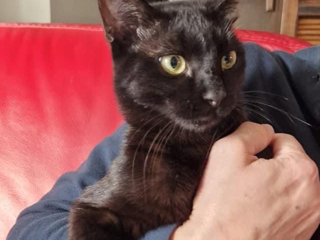 Adotta il gatto Mimino e Mimina a Perugia