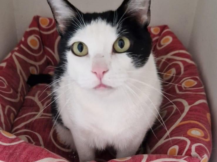 Adozione gatto, maschio, meticcio, 13 anni e 4 mesi, taglia non valida, Perugia