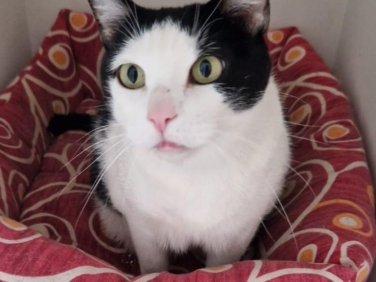 Adotta un gatto, maschio, 13 anni e 4 mesi, Perugia