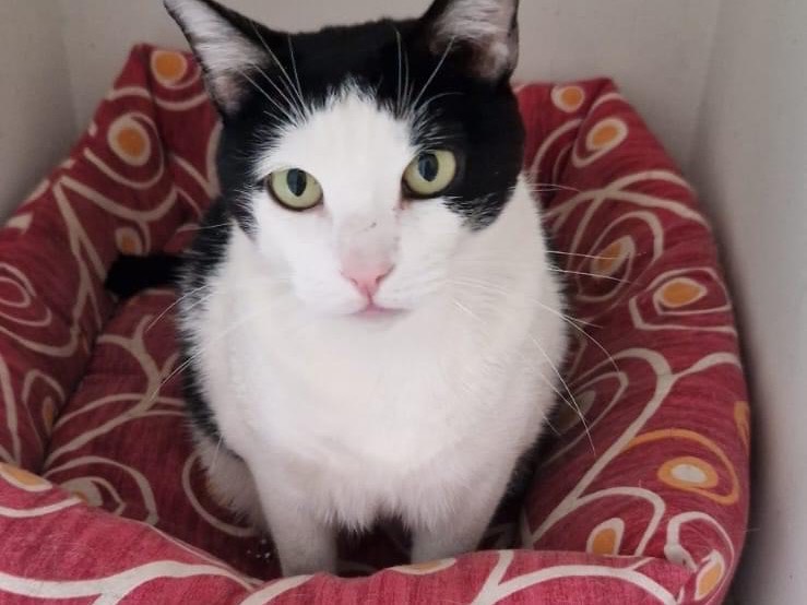 Adotta un gatto, taglia non valida, maschio, Perugia