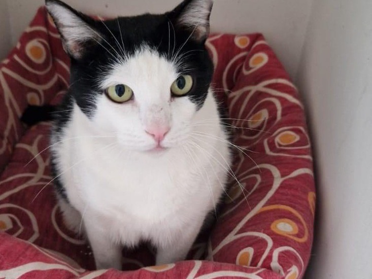 Vuoi adottare un gatto a Perugia?