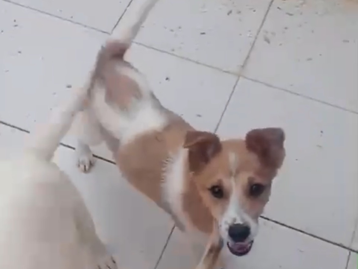 Adotta un cane, femmina, 1 anno e 2 mesi , Lucca