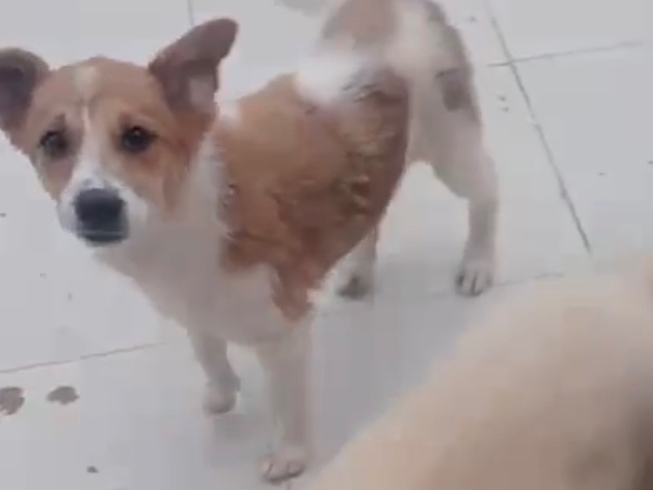 Adotta un cane, taglia media contenuta, femmina, Lucca